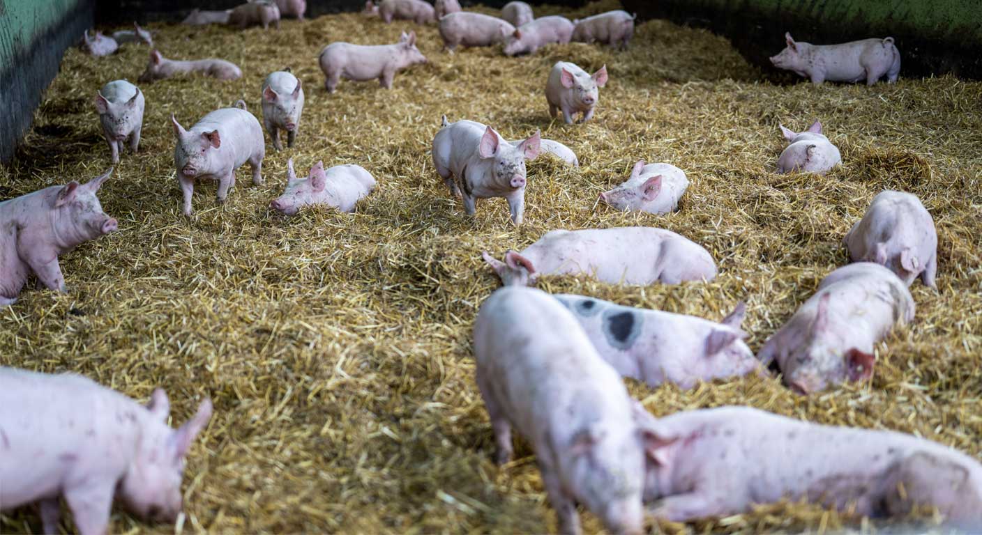 FairFarm Schwein - Was steckt dahinter? FairFarm Haltungsform 3